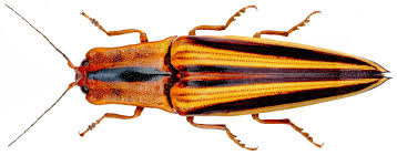 Attēlu rezultāti vaicājumam “Elateridae”