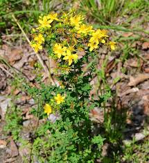 Image result for Hypericum perforatum