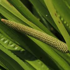 Image result for Acorus calamus