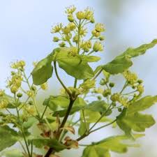 Attēlu rezultāti vaicājumam “Acer campestre flower”