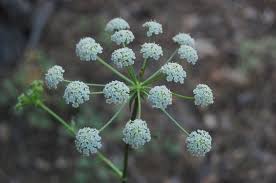 Attēlu rezultāti vaicājumam “Peucedanum oreoselinum”