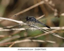 Attēlu rezultāti vaicājumam “Sympetrum danae”