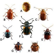 Attēlu rezultāti vaicājumam “Chrysomelidae”