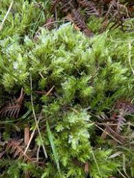 Attēlu rezultāti vaicājumam “Aulacomnium palustre”