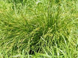Attēlu rezultāti vaicājumam “Carex hirta female flower”