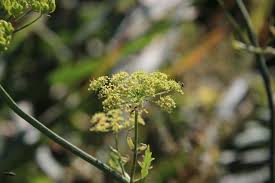 Attēlu rezultāti vaicājumam “Heracleum sphondylium subsp. sibiricum”