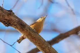 Attēlu rezultāti vaicājumam “Sitta europaea male”