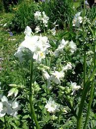 Image result for Polemonium coeruleum album
