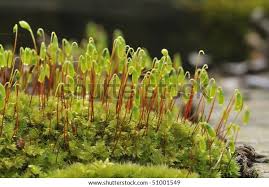 Attēlu rezultāti vaicājumam “Bryum amblyodon sporophyte”