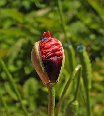 Attēlu rezultāti vaicājumam “Oenothera rubricauli bud”