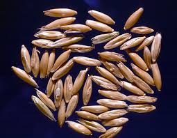 Attēlu rezultāti vaicājumam “Avena sativa fruit”