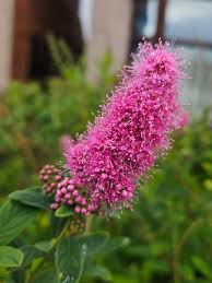 Attēlu rezultāti vaicājumam “Spiraea salicifolia”