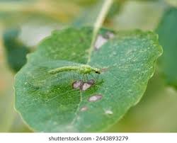 Attēlu rezultāti vaicājumam “Chrysopa”