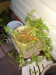 Attēlu rezultāti vaicājumam “Daucus sativus”