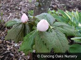 Attēlu rezultāti vaicājumam “Podophyllum hexandrum flower”