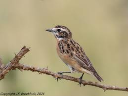 Attēlu rezultāti vaicājumam “Saxicola rubetra adult”