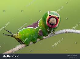 Attēlu rezultāti vaicājumam “Cerura vinula”