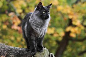 Image result for Black Cat Sac