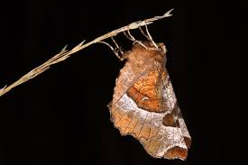 Attēlu rezultāti vaicājumam “Selenia tetralunaria”