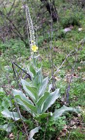 Image result for Verbascum phlomoides