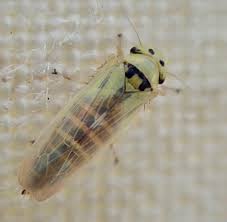 Attēlu rezultāti vaicājumam “Macrosteles sp. nymph”