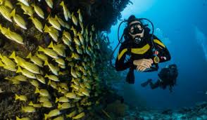 Image result for Droylsden Sub Aqua Club