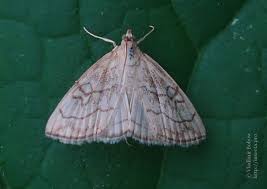 Attēlu rezultāti vaicājumam “Evergestis pallidata”