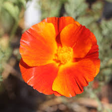 Attēlu rezultāti vaicājumam “Eschscholzia californica”