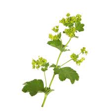 Attēlu rezultāti vaicājumam “Alchemilla vulgaris aggr. leaf”