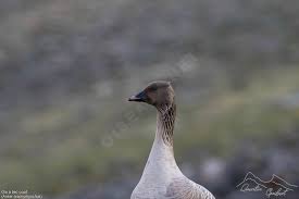 Attēlu rezultāti vaicājumam “Anser brachyrhynchus adult”