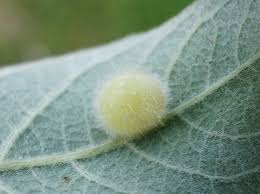 Attēlu rezultāti vaicājumam “Euura pedunculi”