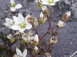 Attēlu rezultāti vaicājumam “Sagina nodosa”