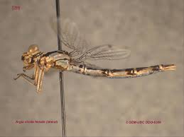 Attēlu rezultāti vaicājumam “Coenagrion armatum female”