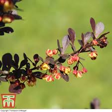 Attēlu rezultāti vaicājumam “Berberis thunbergii flower”