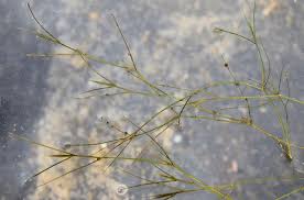 Attēlu rezultāti vaicājumam “Potamogeton trichoides”