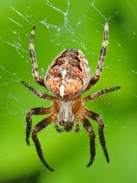 Attēlu rezultāti vaicājumam “Araneus diadematus”