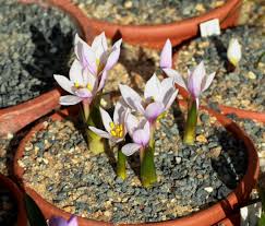 Attēlu rezultāti vaicājumam “Colchicum szovitsii subsp. szovitsii flower”