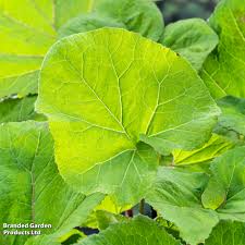 Attēlu rezultāti vaicājumam “Petasites hybridus leaf”