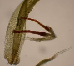 Attēlu rezultāti vaicājumam “Grimmia muehlenbeckii”