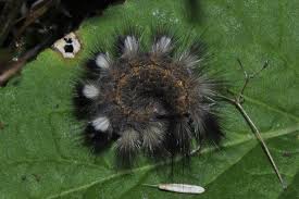 Attēlu rezultāti vaicājumam “Gynaephora selenitica”
