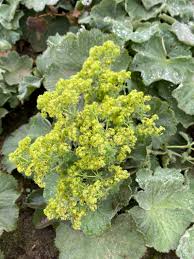 Image result for Frauenmantel