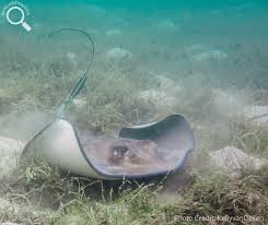 Image result for Hypanus americanus