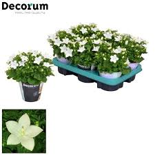 Image result for Campanula isophylla