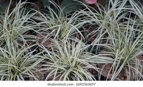 Attēlu rezultāti vaicājumam “Carex appropinquata leaf”