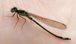 Attēlu rezultāti vaicājumam “Coenagrion armatum”