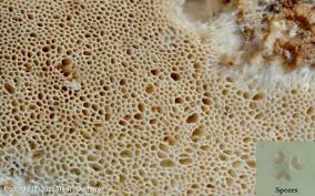 Attēlu rezultāti vaicājumam “Sidera lenis”