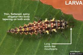 Attēlu rezultāti vaicājumam “Chrysopidae larva”