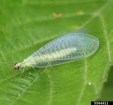 Attēlu rezultāti vaicājumam “Chrysopidae”