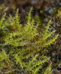 Attēlu rezultāti vaicājumam “Campylium chrysophyllum”