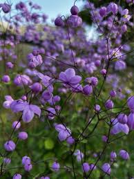 Attēlu rezultāti vaicājumam “Thalictrum”